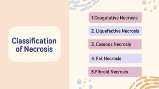Classification
of Necrosis
1.Coagulative Necrosis
2. Liquefactive Necrosis
3. Caseous Necrosis
4. Fat Necrosis
5.Fibroid Necrosis
 