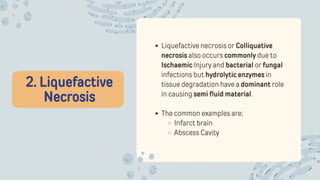 2. Liquefactive
Necrosis
Liquefactive necrosis or Colliquative
necrosis also occurs commonly due to
Ischaemic Injury and bacterial or fungal
infections but hydrolytic enzymes in
tissue degradation have a dominant role
in causing semi fluid material.
The common examples are;
Infarct brain
Abscess Cavity
 