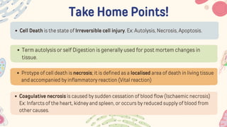Take Home Points!
Cell Death is the state of Irreversible cell injury. Ex: Autolysis, Necrosis, Apoptosis.
Term autolysis or self Digestion is generally used for post mortem changes in
tissue.
Protype of cell death is necrosis; it is defined as a localised area of death in living tissue
and accompanied by inflammatory reaction (Vital reaction)
Coagulative necrosis is caused by sudden cessation of blood flow (Ischaemic necrosis)
Ex: Infarcts of the heart, kidney and spleen, or occurs by reduced supply of blood from
other causes.
 