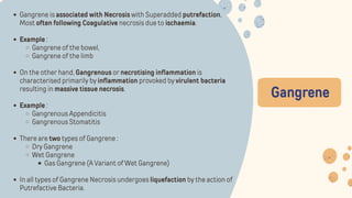 Gangrene
Gangrene is associated with Necrosis with Superadded putrefaction,
Most often following Coagulative necrosis due to ischaemia.
Example :
Gangrene of the bowel,
Gangrene of the limb
On the other hand, Gangrenous or necrotising inflammation is
characterised primarily by inflammation provoked by virulent bacteria
resulting in massive tissue necrosis.
Example :
Gangrenous Appendicitis
Gangrenous Stomatitis
There are two types of Gangrene :
Dry Gangrene
Wet Gangrene
Gas Gangrene (A Variant of Wet Gangrene)
In all types of Gangrene Necrosis undergoes liquefaction by the action of
Putrefactive Bacteria.
 