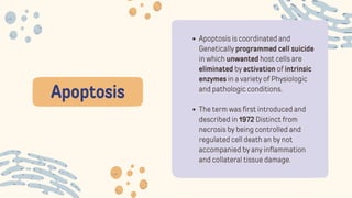 Apoptosis
Apoptosis is coordinated and
Genetically programmed cell suicide
in which unwanted host cells are
eliminated by activation of intrinsic
enzymes in a variety of Physiologic
and pathologic conditions.
The term was first introduced and
described in 1972 Distinct from
necrosis by being controlled and
regulated cell death an by not
accompanied by any inflammation
and collateral tissue damage.
 