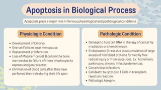 Apoptosis plays a major role in Various physiological and pathological conditions
Apoptosis in Biological Process
Physiologic Condition Pathologic Condition
Development of Embryo.
Ovarian Follicles near menopause.
Replacement proliferation.
Loss of Mature T cells & B cells in the bone
marrow due to failure of these lymphocyes to
express antigen receptor.
Elimination of blood cells after they have
perfomed their role during their life span.
Damage to host cell DNA in therapy of cancer by
irradiation or chemotherapy.
Endoplasmic Stress due to accumulation of large
excess of misfolded proteins formed by free
radical injury or from mutations. Ex : Alzheimers,
parkinsons, chronic Infective dementias.
Certain Viral infections
Cell death by cytotoxic T Cells in transplant
rejection reaction.
Pathologic Atrophy
 