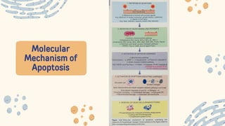 Molecular
Mechanism of
Apoptosis
 