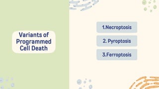 1.Necroptosis
Variants of
Programmed
Cell Death
2. Pyroptosis
3.Ferroptosis
 