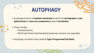 AUTOPHAGY
Autophagy is a form of catabolic mechanism by which the cell degrades its own
dysfunctional and worn out components by way of cannabilism.
These includes:
Outlived proteins
Malformed Proteins Synthesised by lysosomes, and worn out organelles.
Autophagic cell death is also called as Type II Programmed Cell Death.
 