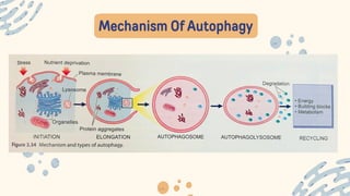 Mechanism Of Autophagy
 