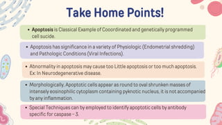 Take Home Points!
Apoptosis is Classical Example of Cooordinated and genetically programmed
cell sucide.
Apoptosis has significance in a variety of Physiologic (Endometrial shredding)
and Pathologic Conditions (Viral Infections).
Abnormality in apoptosis may cause too Little apoptosis or too much apoptosis.
Ex: In Neurodegenerative disease.
Morphologically, Apoptotic cells appear as round to oval shrunken masses of
intensely eosinophilic cytoplasm containing pyknotic nucleus, it is not accompanied
by any inflammation.
Special Techniques can by employed to identify apoptotic cells by antibody
specific for caspase - 3.
 