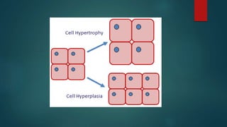 Cellular adaptations | PPTX