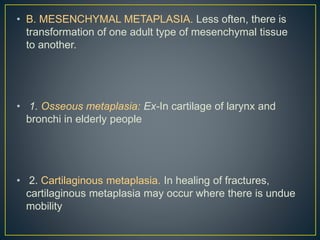 • B. MESENCHYMAL METAPLASIA. Less often, there is
transformation of one adult type of mesenchymal tissue
to another.
• 1. Osseous metaplasia: Ex-In cartilage of larynx and
bronchi in elderly people
• 2. Cartilaginous metaplasia. In healing of fractures,
cartilaginous metaplasia may occur where there is undue
mobility
 