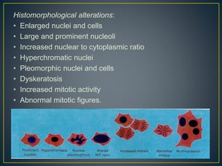 Histomorphological alterations:
• Enlarged nuclei and cells
• Large and prominent nucleoli
• Increased nuclear to cytoplasmic ratio
• Hyperchromatic nuclei
• Pleomorphic nuclei and cells
• Dyskeratosis
• Increased mitotic activity
• Abnormal mitotic figures.
 