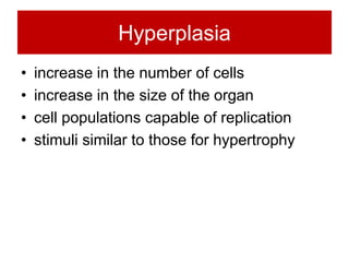 Hyperplasia
• increase in the number of cells
• increase in the size of the organ
• cell populations capable of replication
• stimuli similar to those for hypertrophy
 