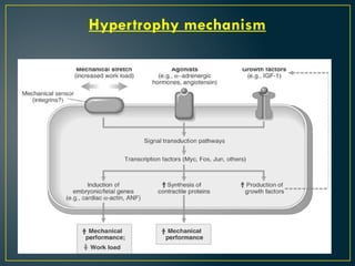 Cellular Adaptations for the student of paramedical | PPTX