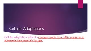 Cellular Adaptations
Cellular adaptation refers to changes made by a cell in response to
adverse environmental changes.
 