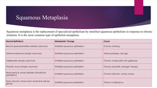 Squamous Metaplasia
Normal Epithelium Metaplastic Change Cause
Bronchi (pseudostratified ciliated columnar) Stratified squamous epithelium Chronic smoking
Uterine endocervix (simple columnar) Stratified squamous epithelium Uterine prolapse, old age
Gallbladder (simple columnar) Stratified squamous epithelium Chronic cholecystitis with gallstones
Prostatic ducts (simple columnar) Stratified squamous epithelium Chronic prostatitis, estrogen therapy
Renal pelvis & urinary bladder (transitional
epithelium)
Stratified squamous epithelium Chronic infection, urinary stones
Nose, bronchi, urinary tract, lacrimal & salivary
glands
Stratified squamous epithelium Vitamin A deficiency
Squamous metaplasia is the replacement of specialized epithelium by stratified squamous epithelium in response to chronic
irritation. It is the most common type of epithelial metaplasia.
 