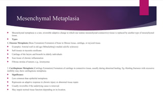Mesenchymal Metaplasia
 Mesenchymal metaplasia is a rare, reversible adaptive change in which one mature mesenchymal (connective) tissue is replaced by another type of mesenchymal
tissue.
 Types
1. Osseous Metaplasia (Bone Formation) Formation of bone in fibrous tissue, cartilage, or myxoid tissue.
 Examples: Arterial wall in old age (Mönckeberg's medial calcific sclerosis)
 Soft tissues in myositis ossificans
 Cartilage of the larynx and bronchi in elderly individuals
 Scar tissue of chronic inflammation
 Fibrous stroma of tumors, e.g., leiomyoma
2. Cartilaginous Metaplasia (Cartilage Formation) Formation of cartilage in connective tissue, usually during abnormal healing. Eg.-Healing fractures with excessive
mobility may show cartilaginous metaplasia.
 Significance
 Less common than epithelial metaplasia.
 Represents an adaptive response to chronic injury or abnormal tissue repair.
 Usually reversible if the underlying cause is removed.
 May impair normal tissue function depending on its location.
 