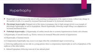Hypertrophy
 Hypertrophy is an increase in the size of cells resulting in enlargement of the organ or tissue, without any change in
the number of cells, it is caused by increased functional demand or by hormonal stimulation.
 Physiologic hypertrophy-Enlarged size of the uterus in pregnancy due to high estrogen levels is an example of
physiologic hypertrophy as well as hyperplasia. Muscle hypertrophy following weight lifting is an adaptation to
increased mechanical stress.
 Pathologic hypertrophy- i) Hypertrophy of cardiac muscle due to systemic hypertension or Aortic valve disease.
ii) Hypertrophy of smooth muscle e.g. Pyloric stenosis (in stomach) Muscular arteries in hypertension.
iii) Hypertrophy of skeletal muscle
iv) Compensatory hypertrophy may occur in an organ when the contralateral organ is removed e.g.
a. Following nephrectomy on one side in a young patient, there is compensatory hypertrophy as well as hyperplasia of the
nephrons of the other kidney.
b. Adrenal hyperplasia following removal of one adrenal gland.
 