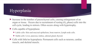 Hyperplasia
 Increase in the number of parenchymal cells, causing enlargement of an
organ or tissue. Occurs due to recruitment of resting (G phase) cells into the
₀
cell cycle, leading to mitosis. Often occurs along with hypertrophy.
 Cells capable of hyperplasia:
 Labile cells: Skin and mucosal epithelium, bone marrow, lymph node cells.
 Stable cells: Liver, pancreas, kidney, adrenal gland, thyroid.
 Cells with little/no hyperplasia: Permanent cells such as neurons, cardiac
muscle, and skeletal muscle.
 