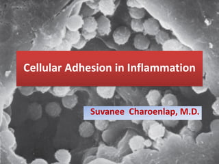 Cellular Adhesion in Inflammation 
Suvanee Charoenlap, M.D.  