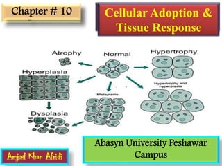 Cellular Adoption &
Tissue Response
Chapter # 10
Abasyn University Peshawar
Campus
 