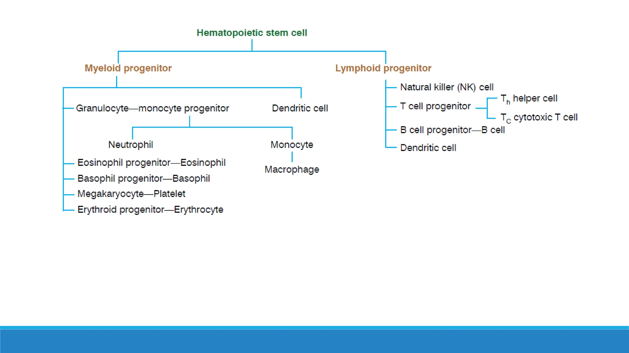 cellular and humoral components of immune System.vinu.pptx | Biological ...