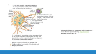 cellular and humoral components of immune System.vinu.pptx
