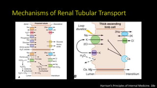 Cellular and molecular biology of the kidney | PPTX