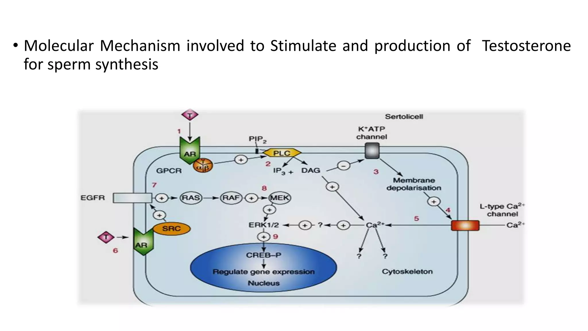 PPT on Cellular and molecular mechanism of sex hormones | PPTX