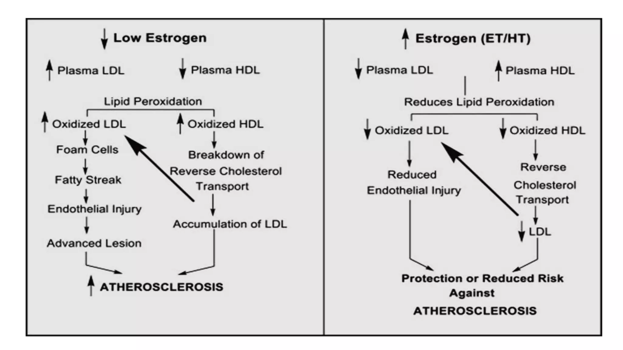PPT on Cellular and molecular mechanism of sex hormones | PPTX