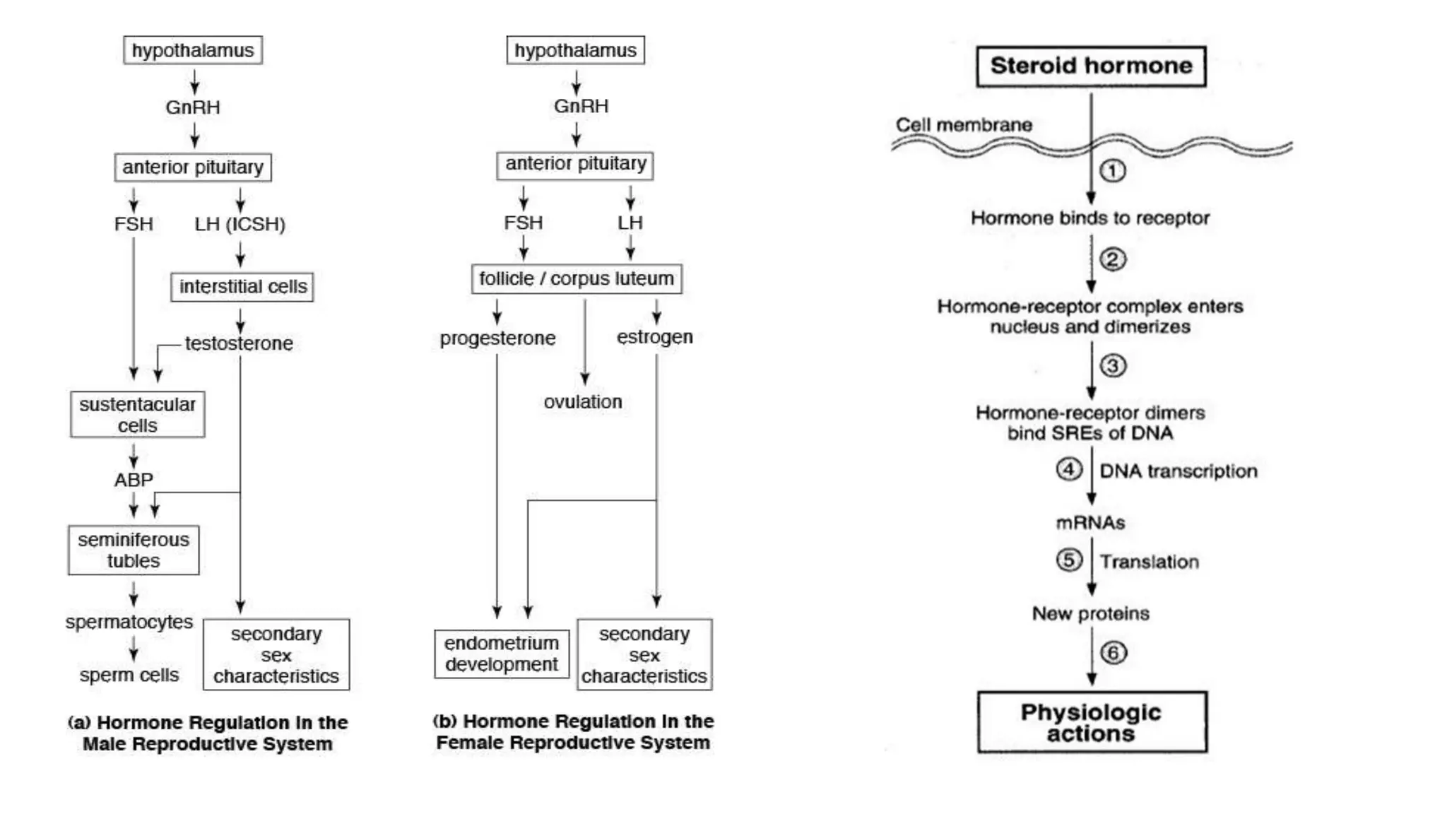 PPT on Cellular and molecular mechanism of sex hormones | PPTX