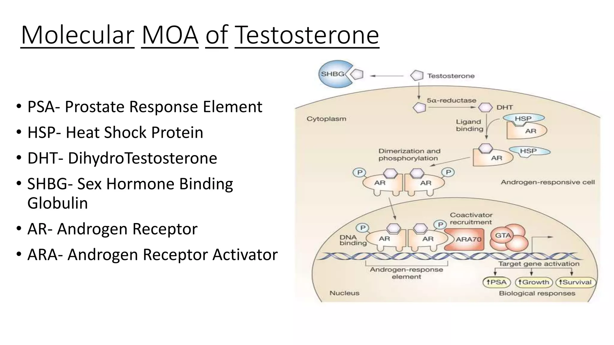 PPT on Cellular and molecular mechanism of sex hormones | PPTX