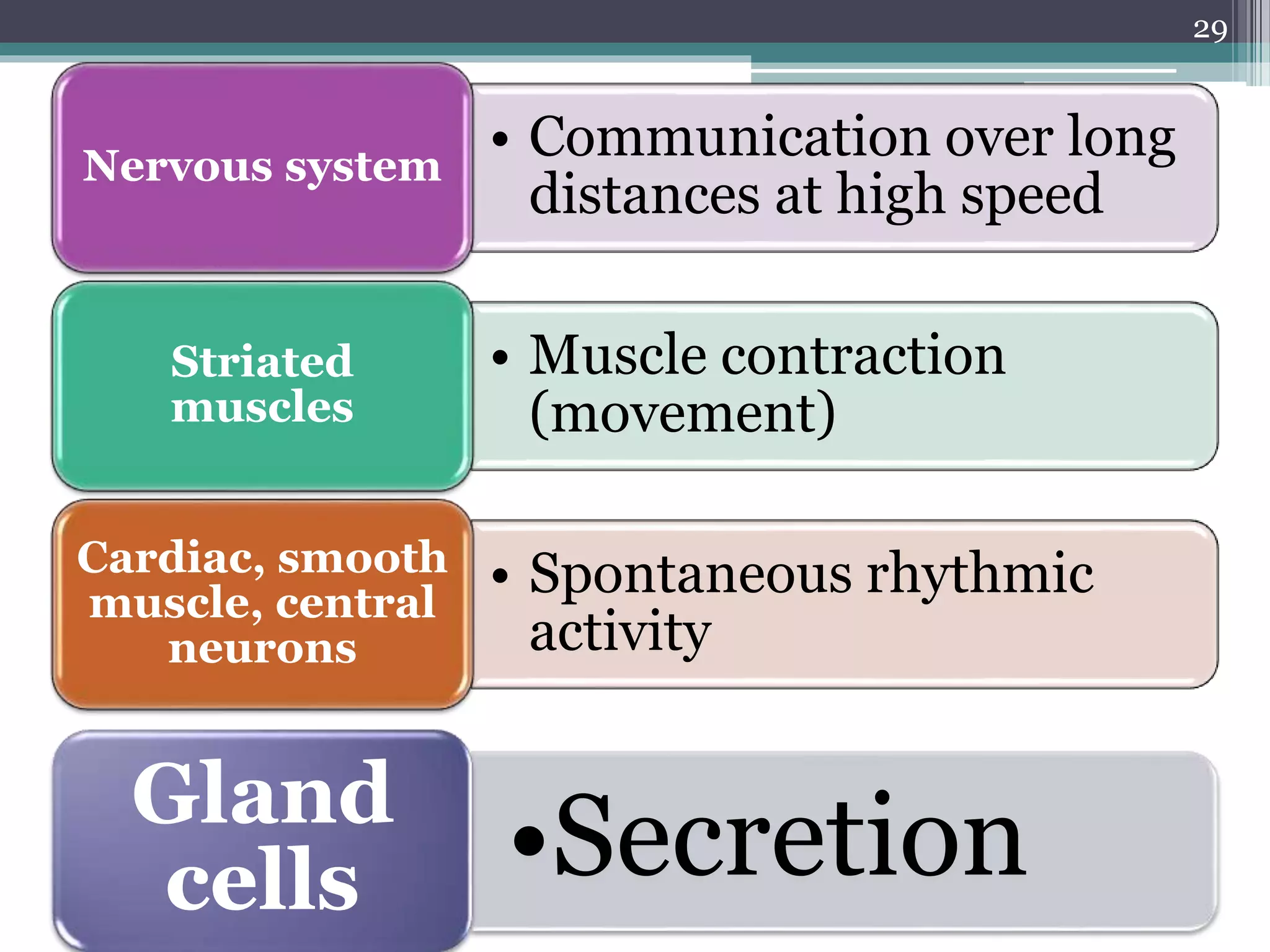 • Communication over long
distances at high speed
Nervous system
• Muscle contraction
(movement)
Striated
muscles
• Spontaneous rhythmic
activity
Cardiac, smooth
muscle, central
neurons
29
•SecretionGland
cells
 