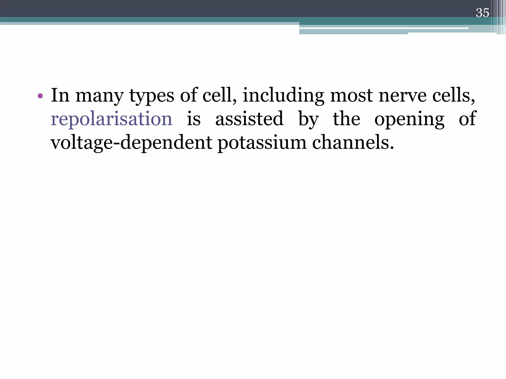 • In many types of cell, including most nerve cells,
repolarisation is assisted by the opening of
voltage-dependent potassium channels.
35
 