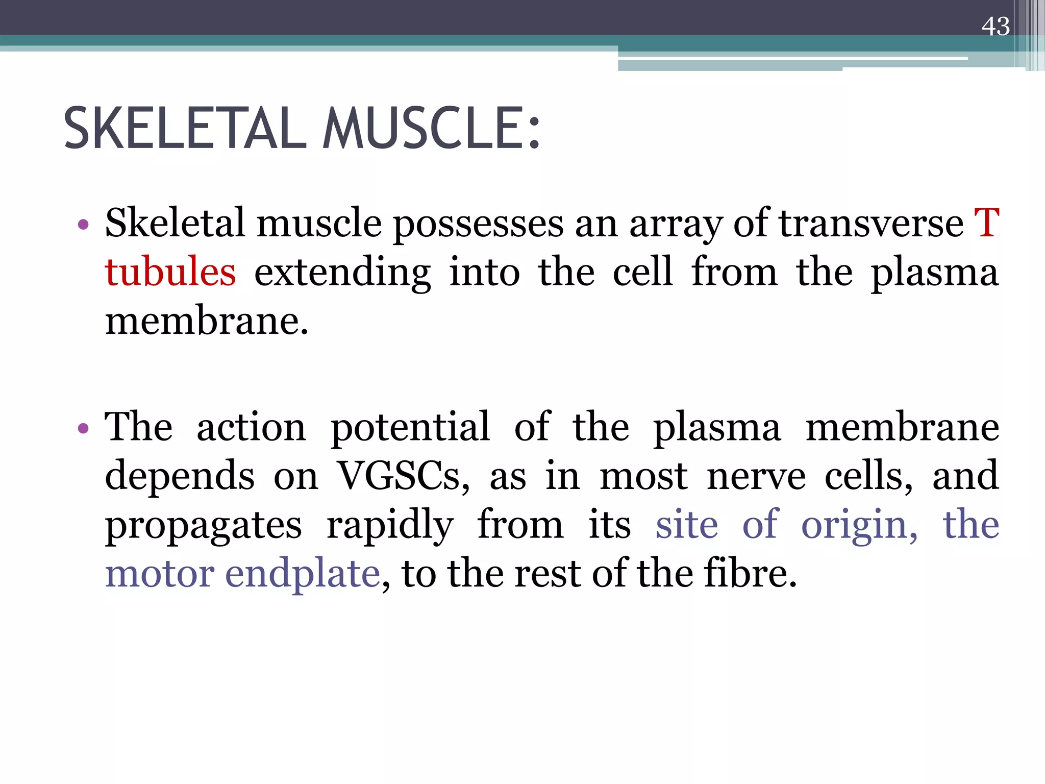 SKELETAL MUSCLE:
• Skeletal muscle possesses an array of transverse T
tubules extending into the cell from the plasma
membrane.
• The action potential of the plasma membrane
depends on VGSCs, as in most nerve cells, and
propagates rapidly from its site of origin, the
motor endplate, to the rest of the fibre.
43
 