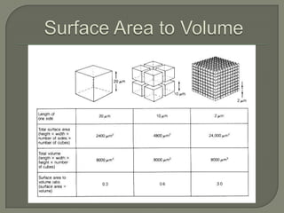 Types of MicroscopesTransmission (TEM) provides internal view of the specimen.Scanning (SEM) provides the external view of the specimen.