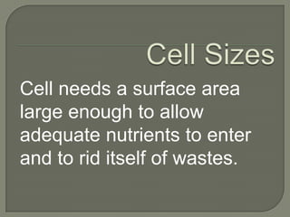 Specimen Preparationscells are killed and heat-fixedto provide contrast: stained with colored dyes (optical); coated with electron-dense metals – Au, Pt, Pd and W(electron)