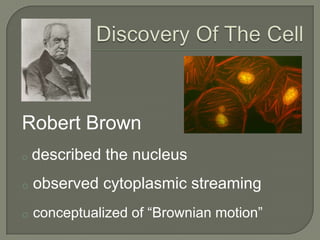  looked in a drop of pond waterDiscovery Of The CellRobert Hookeconfirmed Leeuwenhoek’s observation