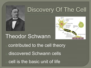 reminded him of the rooms in a monasteryDiscovery Of The CellRobert Browndescribed the nucleus