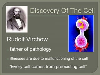  observed cytoplasmic streaming