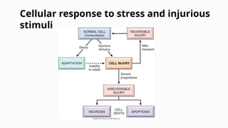 Anatomy of CELLULAR CHANGES AND ADAPTATIONS.ppt