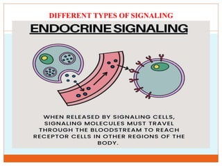 Cellular Communication and regulation of communication mechanisms to ...