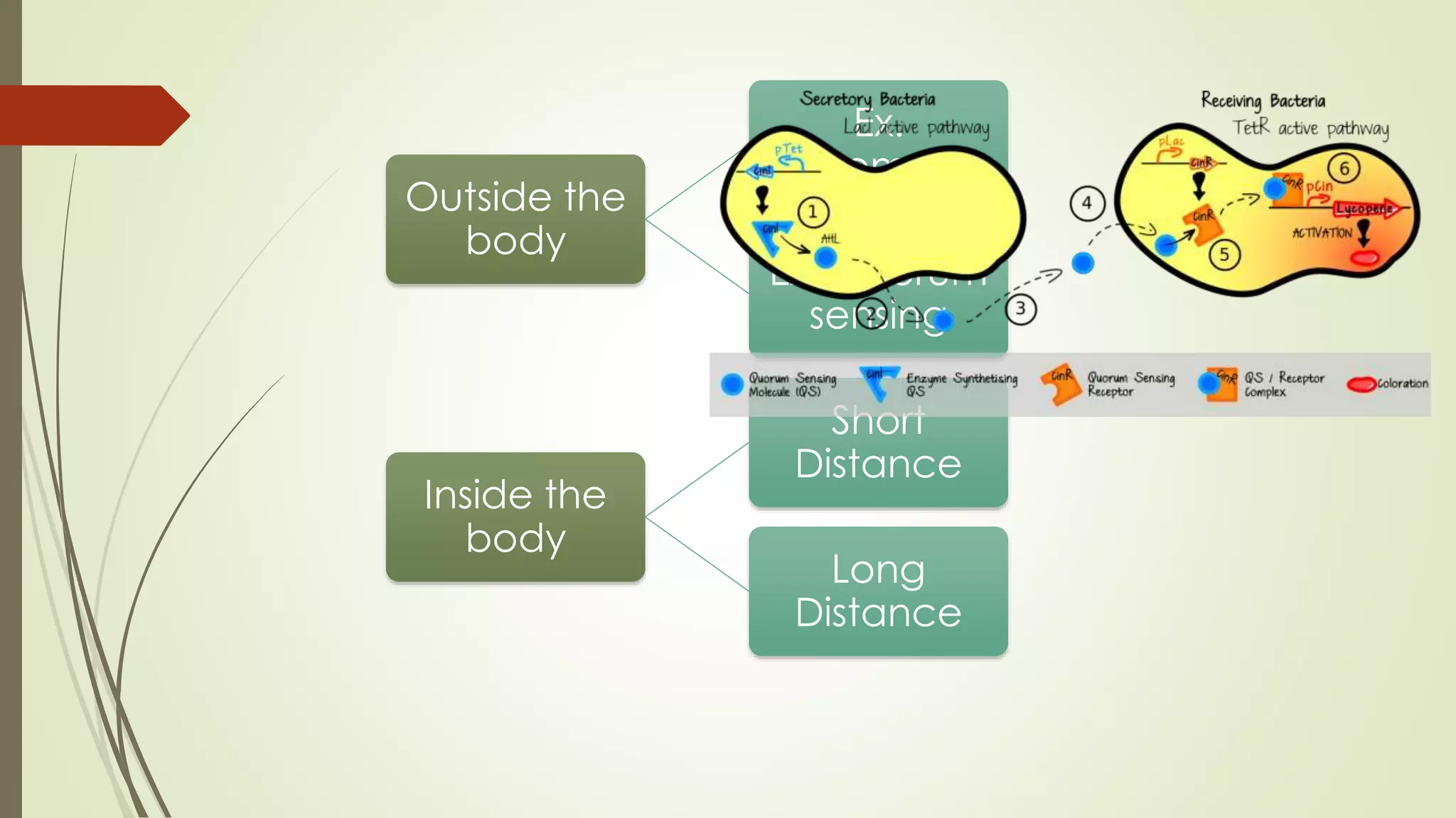 Outside the
body
Ex.
Pheromones
Ex. Quorum
sensing
Inside the
body
Short
Distance
Long
Distance
 