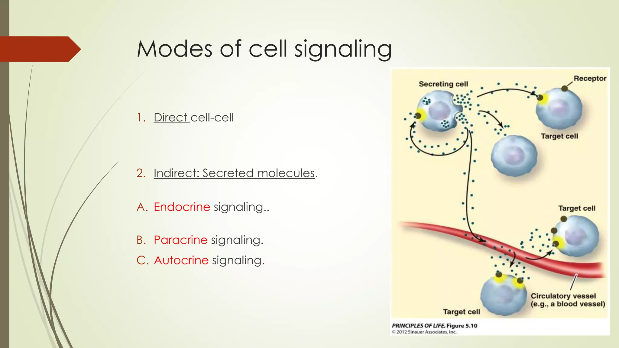 Modes of cell signaling
1. Direct cell-cell
2. Indirect: Secreted molecules.
A. Endocrine signaling..
B. Paracrine signaling.
C. Autocrine signaling.
 