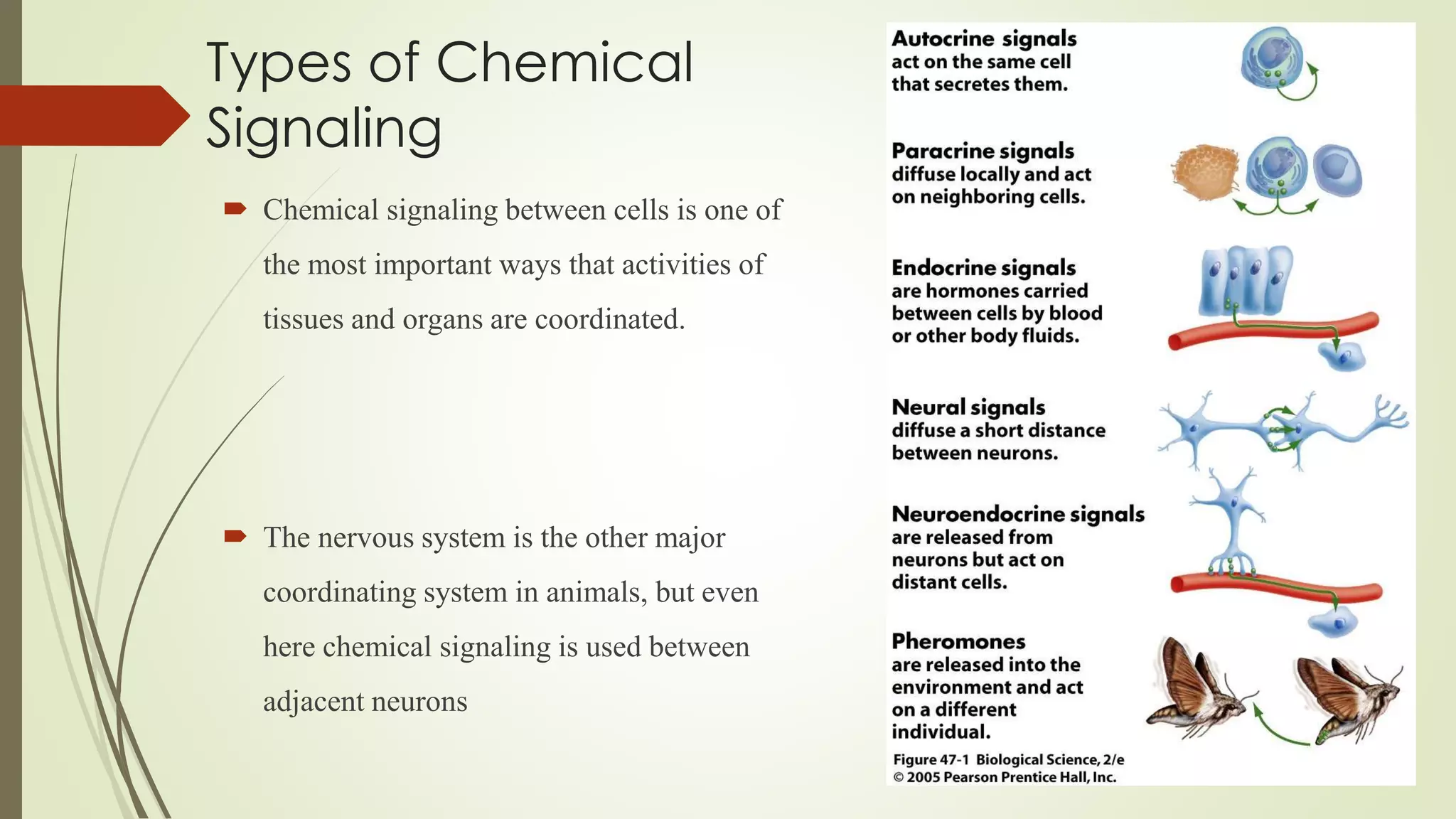 Types of Chemical
Signaling
 Chemical signaling between cells is one of
the most important ways that activities of
tissues and organs are coordinated.
 The nervous system is the other major
coordinating system in animals, but even
here chemical signaling is used between
adjacent neurons
 