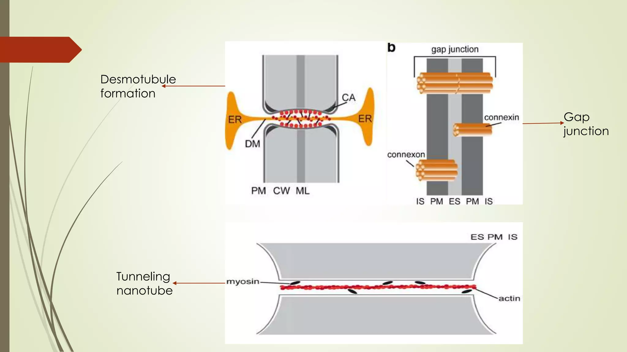 Desmotubule
formation
Tunneling
nanotube
Gap
junction
 