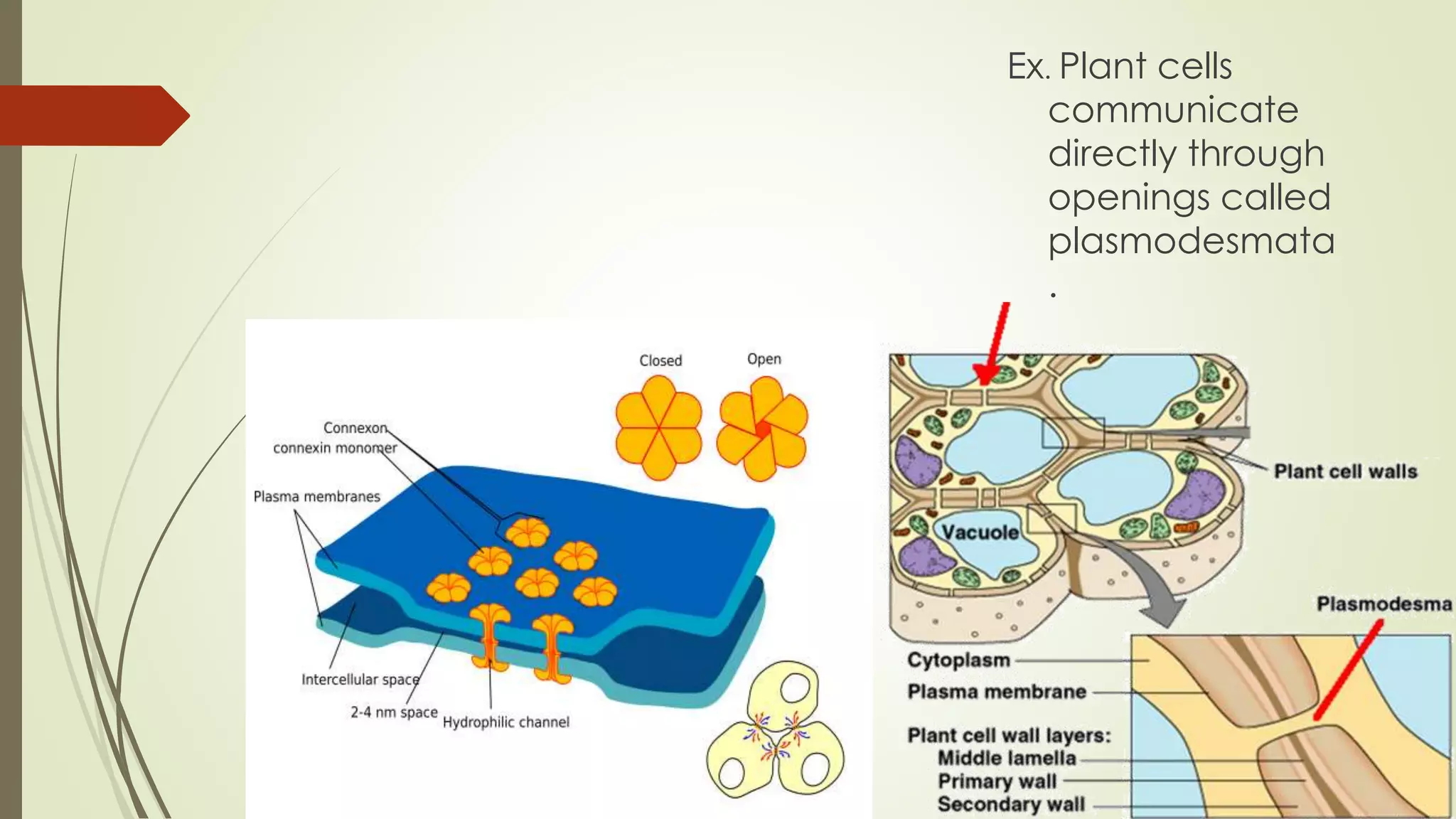 Ex. Plant cells
communicate
directly through
openings called
plasmodesmata
.
 