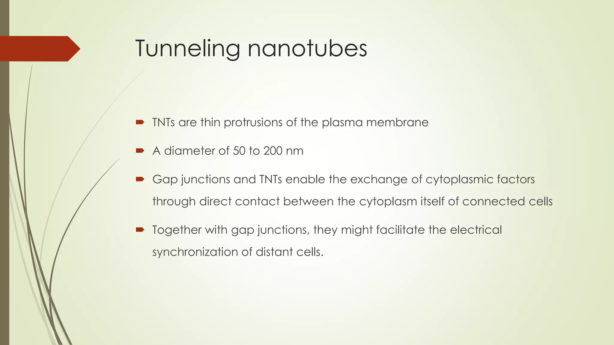 Tunneling nanotubes
 TNTs are thin protrusions of the plasma membrane
 A diameter of 50 to 200 nm
 Gap junctions and TNTs enable the exchange of cytoplasmic factors
through direct contact between the cytoplasm itself of connected cells
 Together with gap junctions, they might facilitate the electrical
synchronization of distant cells.
 