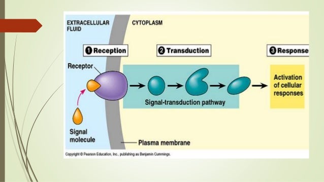 Cellular communication in multicellular organisms