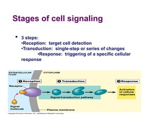 Resception Cell Cellular Communication lecture for the school of nursing | PPT