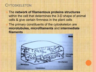 CYTOSKELETON
 The network of filamentous proteins structures
within the cell that determines the 3-D shape of animal
cells & give certain firmness in the plant cells
 The primary constituents of the cytoskeleton are
microtubules, microfilaments and intermediate
filaments
 
