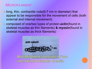 MICROFILAMENT
 long, thin, contractile rods(6-7 nm in diameter) that
appear to be responsible for the movement of cells (both
external and internal movement).
 composed of one/two types of protein-actin(found in
skeletal muscles as thin filaments) & myosin(found in
skeletal muscles as thick filaments)
 